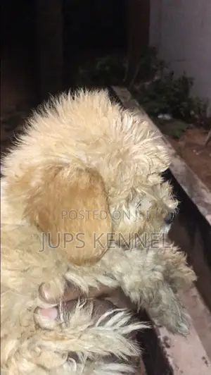 1-3 months Male Purebred Poodle