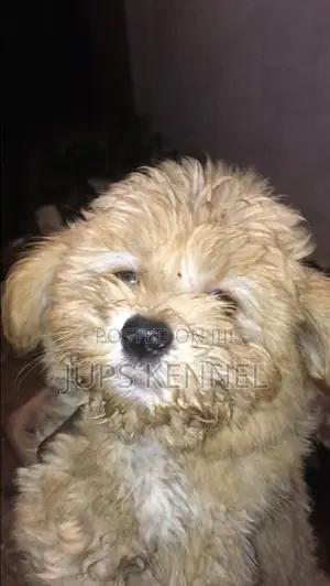 1-3 months Male Purebred Poodle