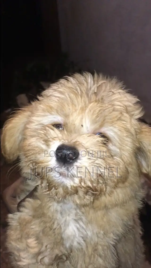 1-3 months Male Purebred Poodle
