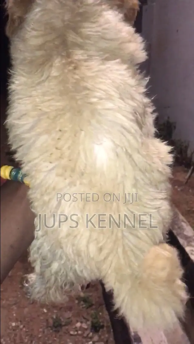 1-3 months Male Purebred Poodle