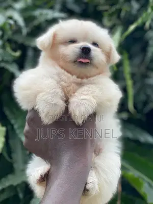 1-3 months Female Purebred Poodle