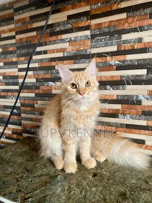 3-6 months Female Purebred Maine Coon