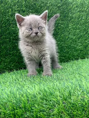1-3 months Male Purebred Persian