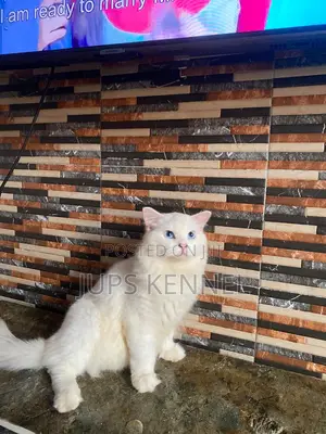 3-6 months Male Purebred British Shorthair