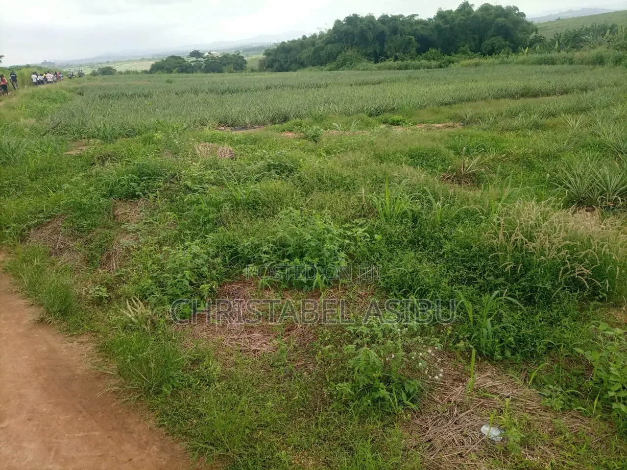Alpha Investment and Properties Land for Sale