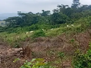 Litigation Free Lands Available for Sale at Mamfe Akuapim