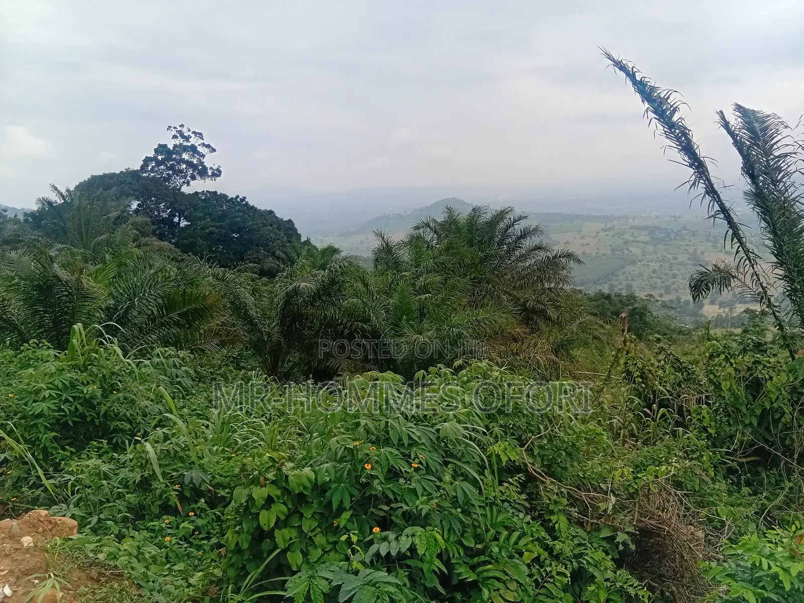 Litigation Free Lands Available for Sale at Mamfe Akuapim