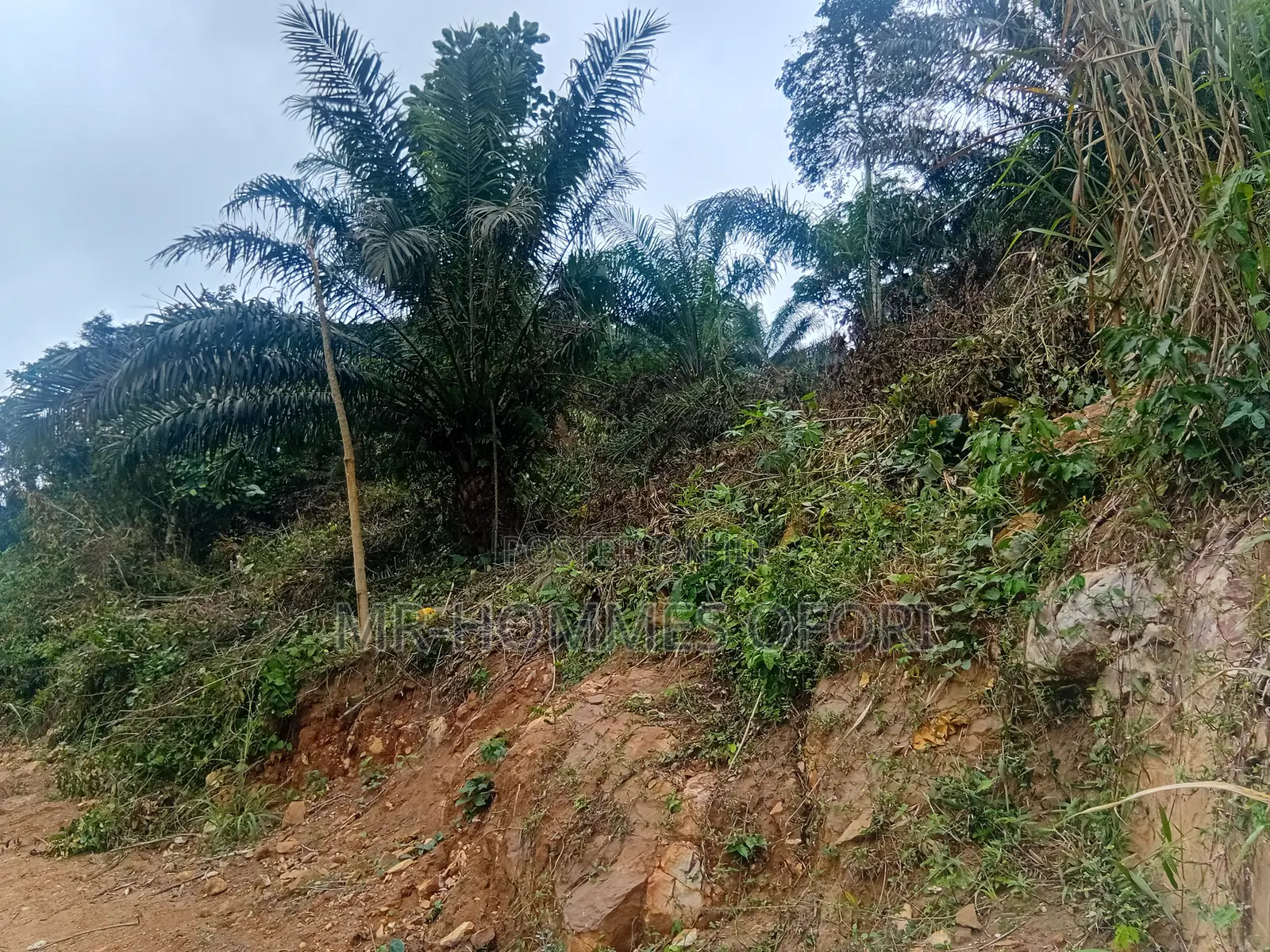 Litigation Free Lands Available for Sale at Mamfe Akuapim
