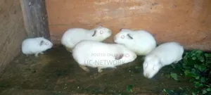 White Color Local Guinea Pig Available for Sale
