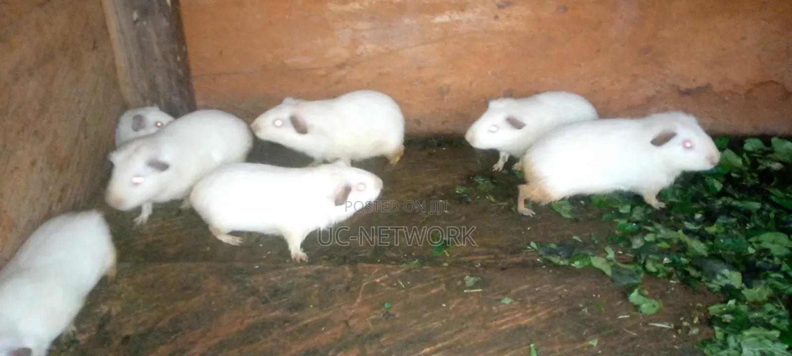 White Color Local Guinea Pig Available for Sale