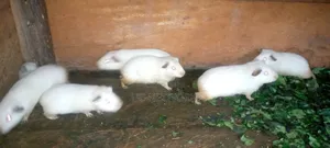 White Color Local Guinea Pig Available for Sale