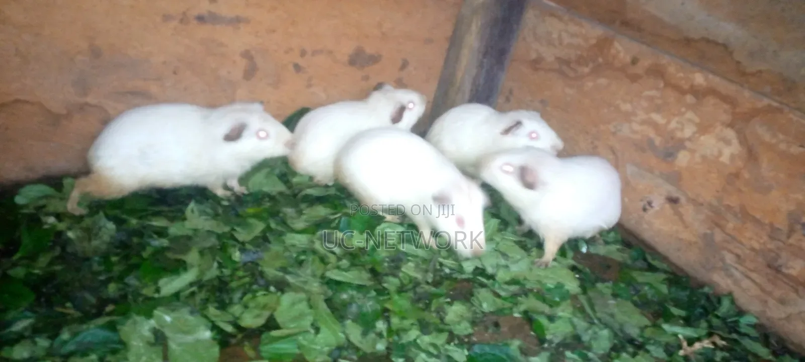 White Color Local Guinea Pig Available for Sale