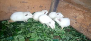 White Color Local Guinea Pig Available for Sale