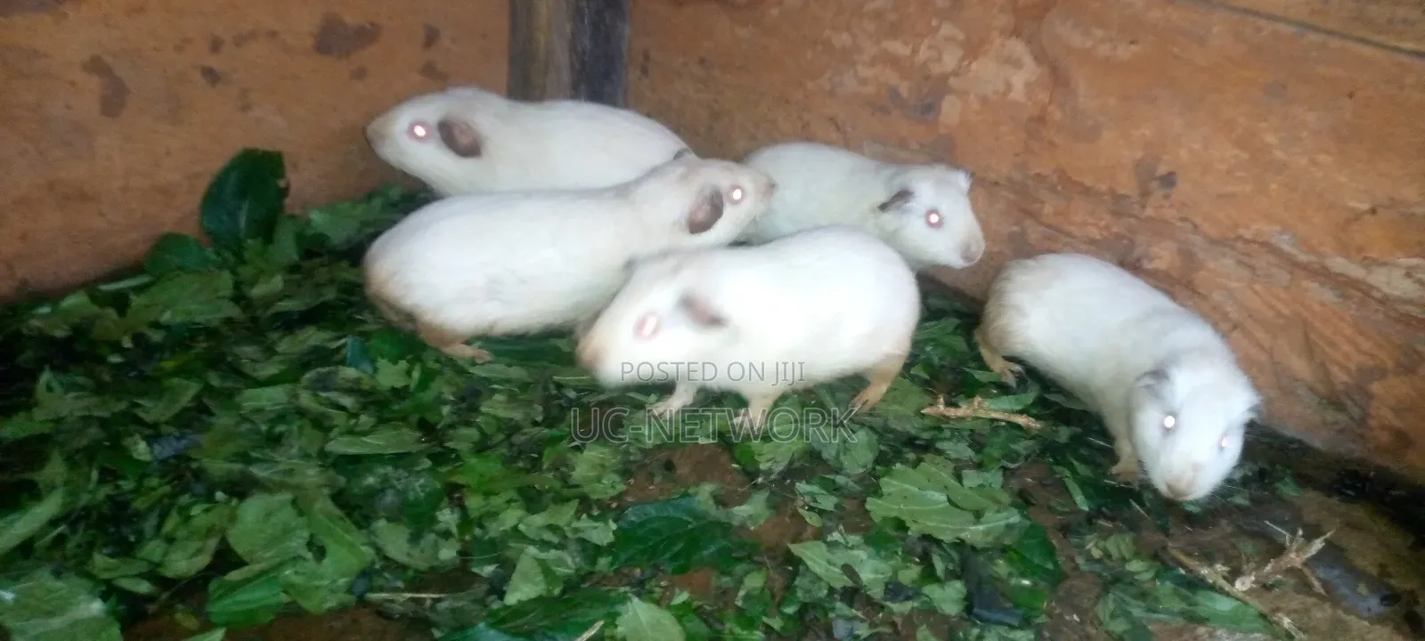 White Color Local Guinea Pig Available for Sale