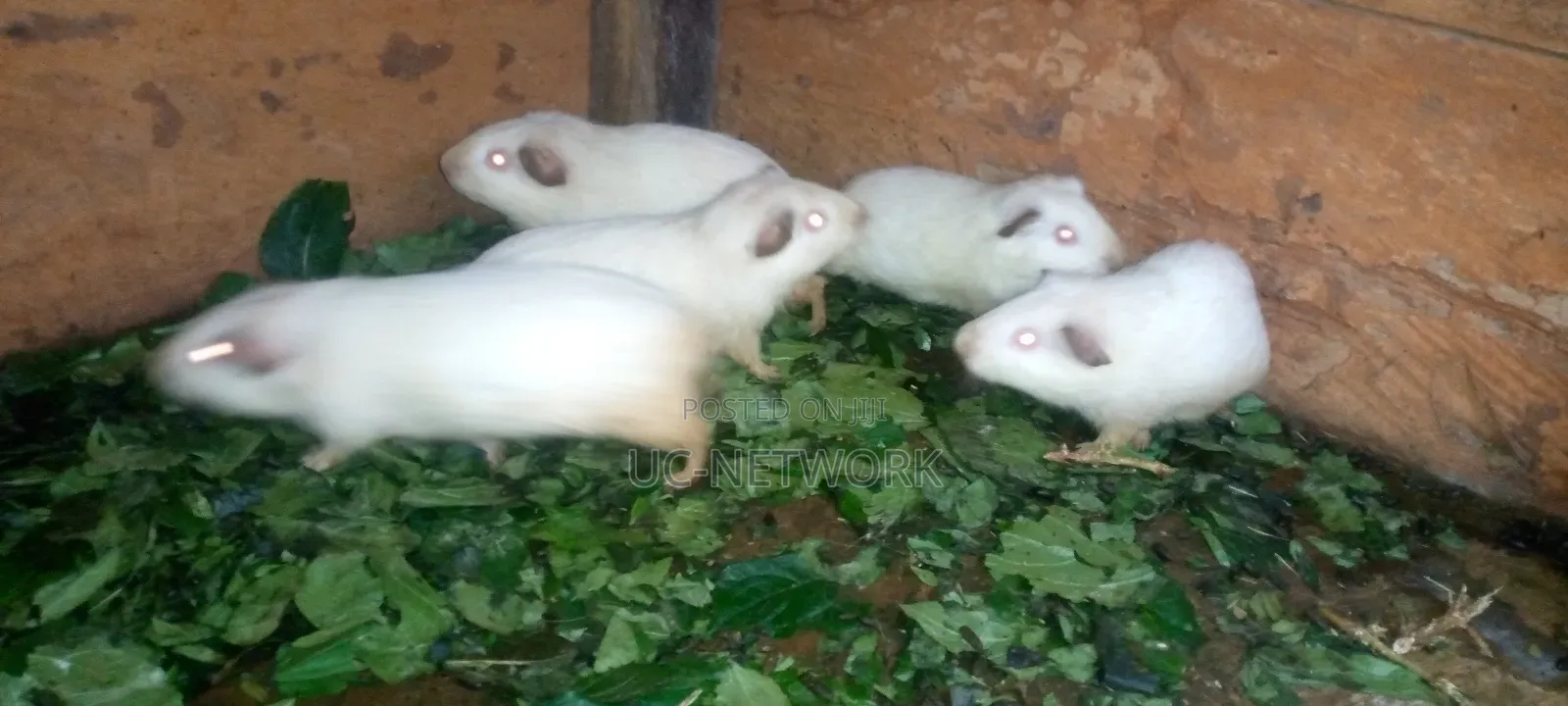 White Color Local Guinea Pig Available for Sale
