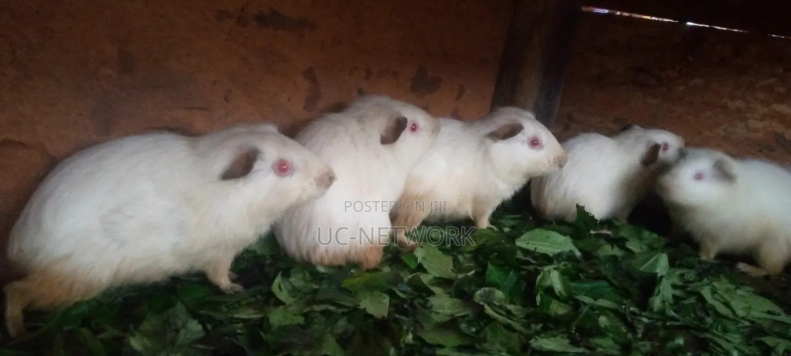 White Color Local Guinea Pig Available for Sale