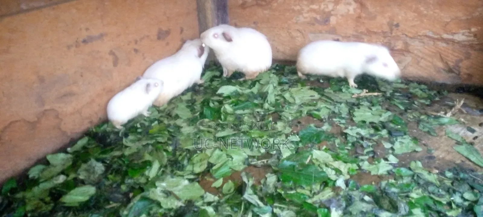 White Color Local Guinea Pig Available for Sale