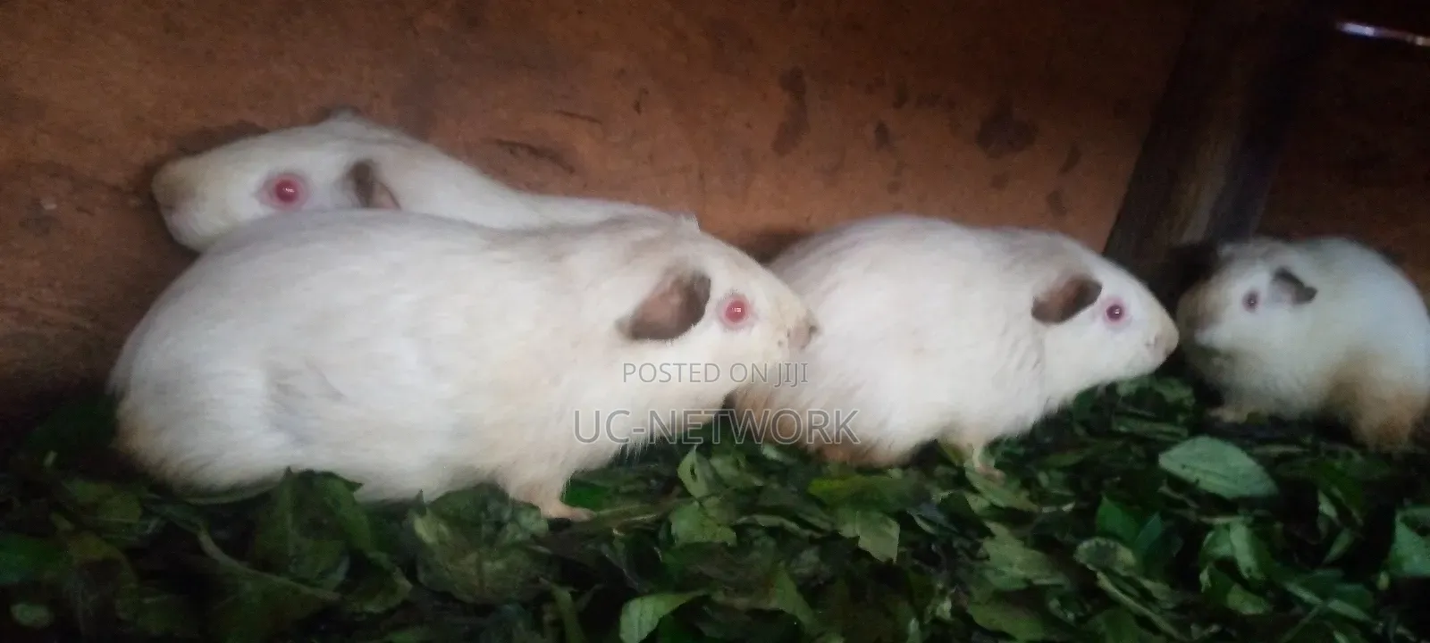 White Color Local Guinea Pig Available for Sale