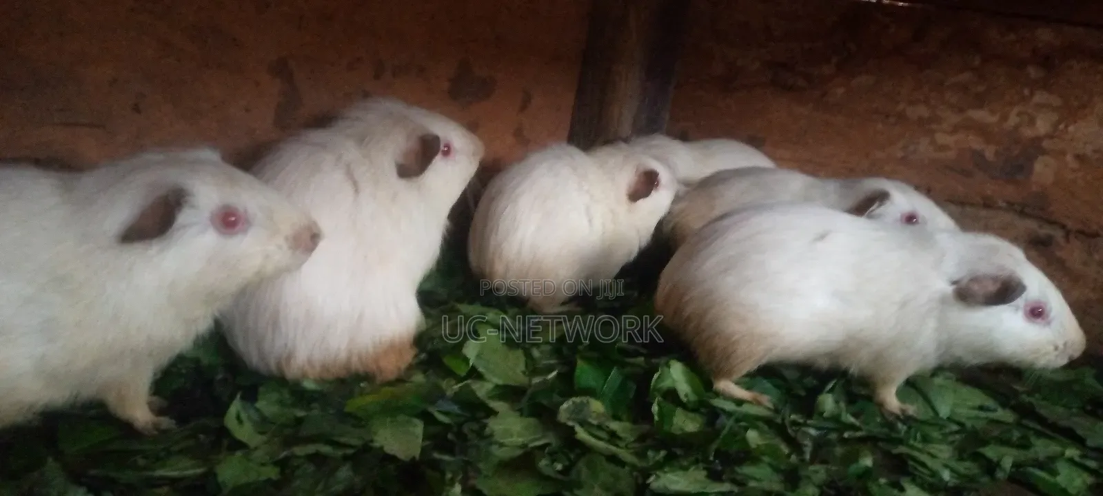 White Color Local Guinea Pig Available for Sale
