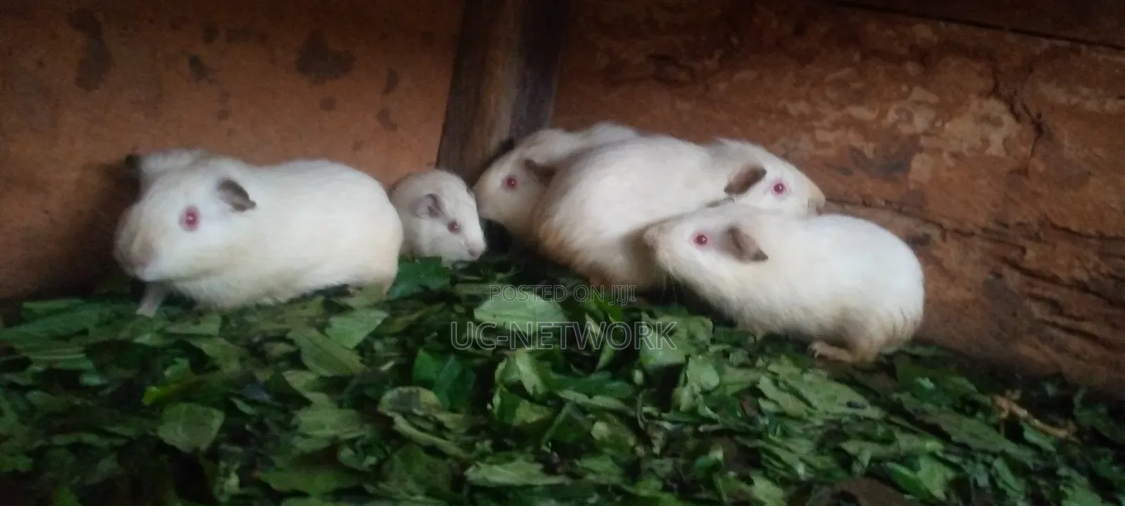 White Color Local Guinea Pig Available for Sale