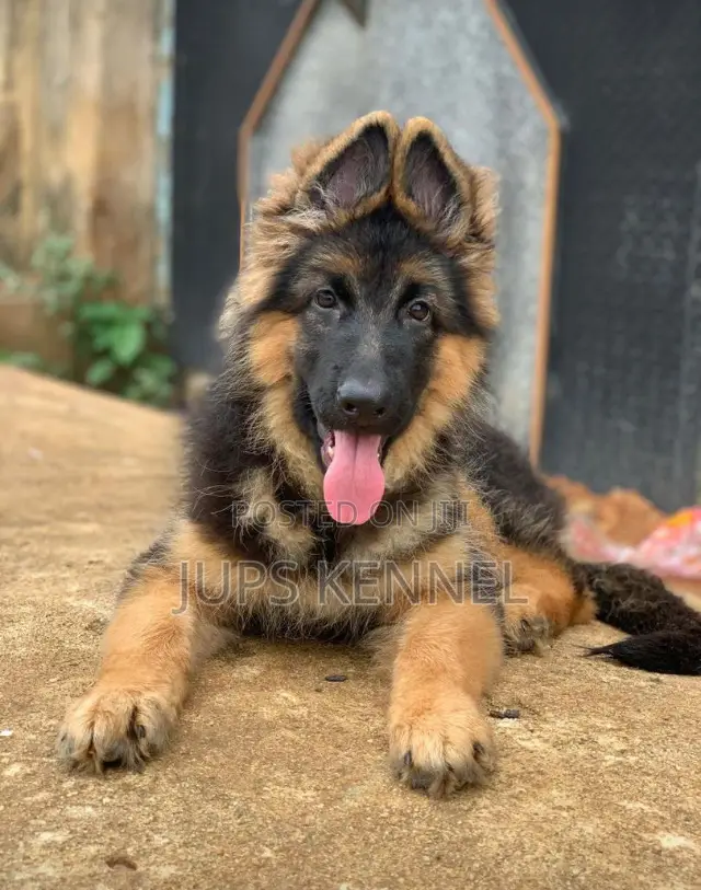 1-3 months Female Purebred German Shepherd
