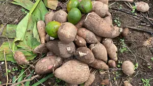 Fresh Plantain Cassava