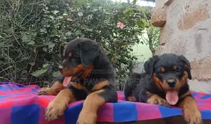 1-3 months Male Purebred Rottweiler