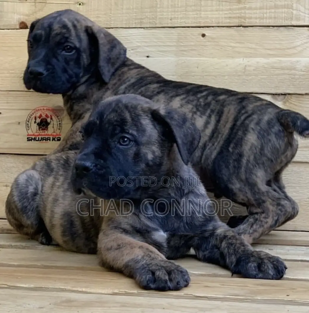 1-3 months Female Purebred Boerboel