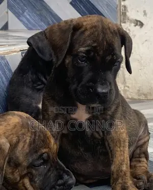 1-3 months Male Purebred Boerboel