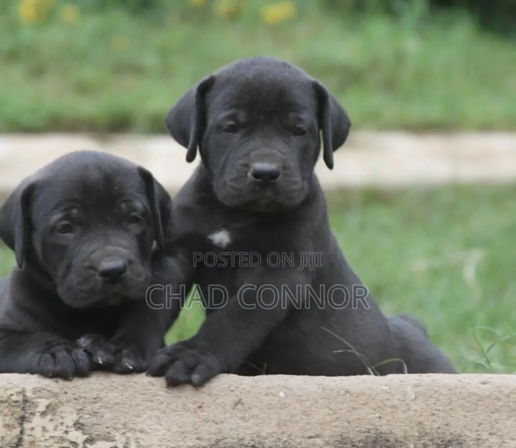 1-3 months Male Purebred Boerboel