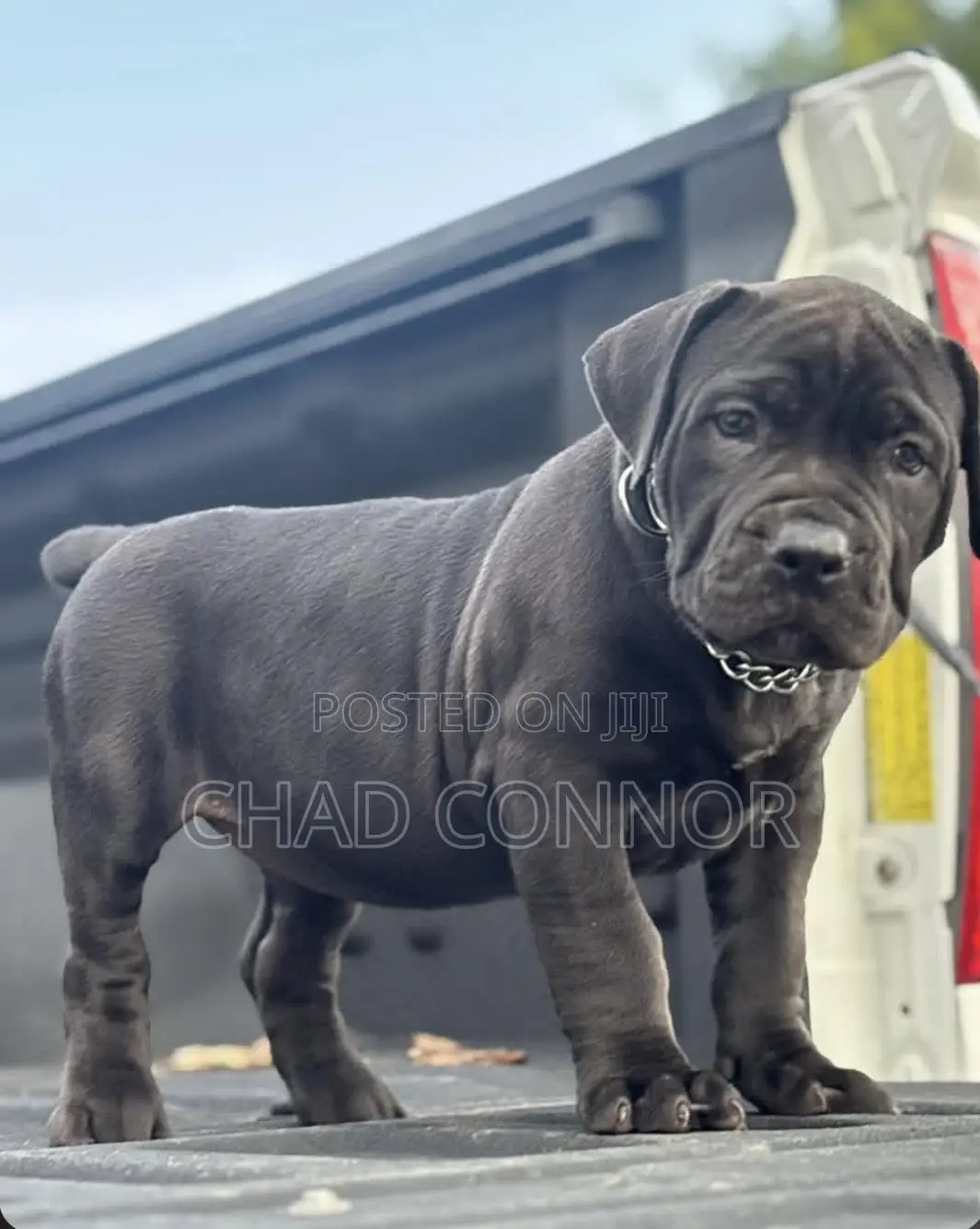 1-3 months Male Purebred Boerboel