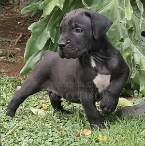 1-3 months Male Purebred Boerboel