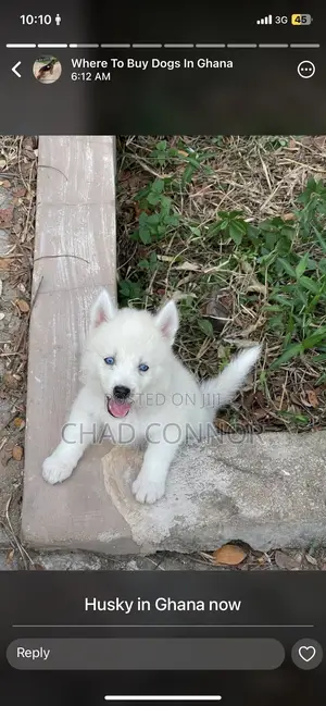 1-3 months Male Purebred Siberian Husky