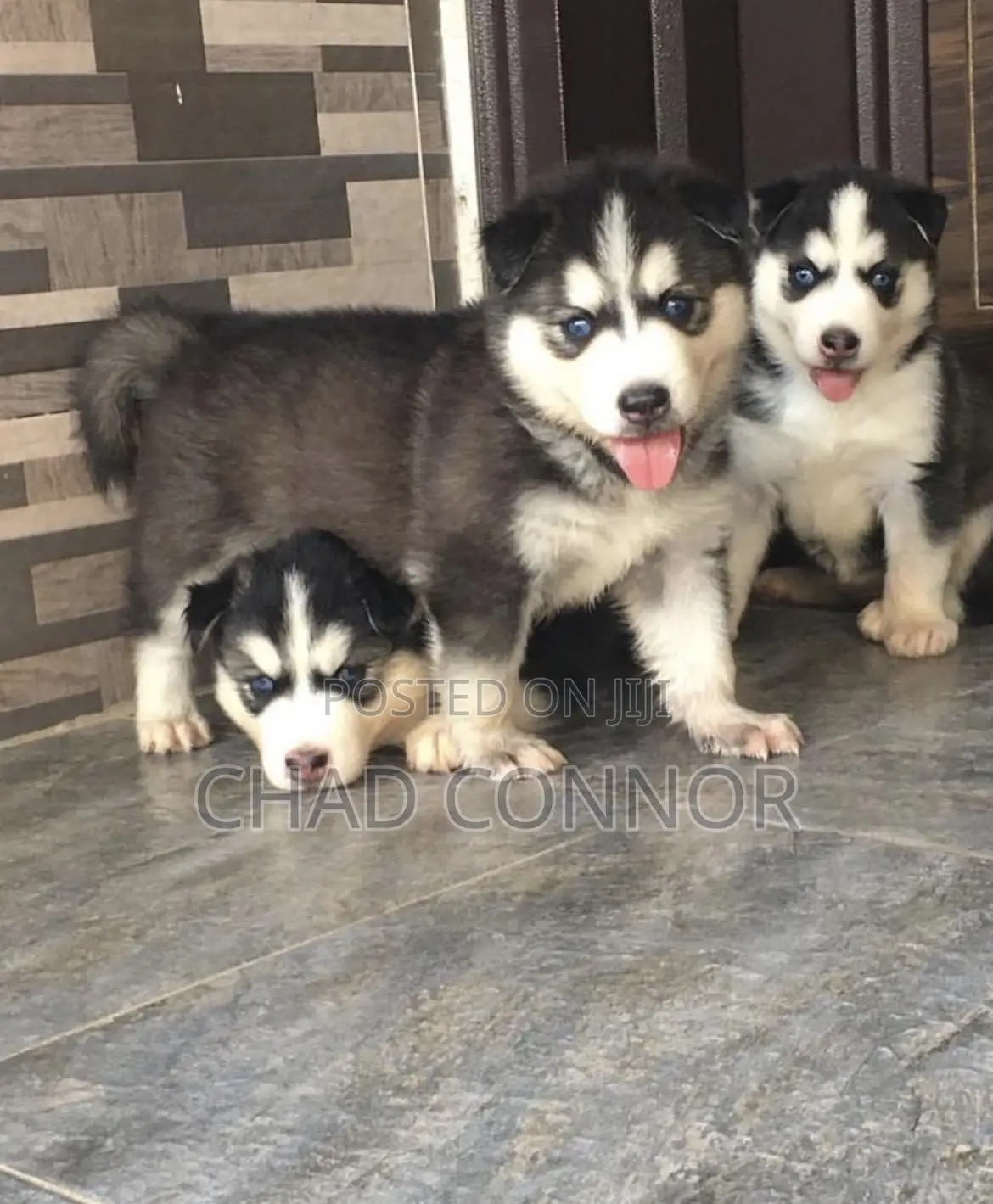 1-3 months Male Purebred Siberian Husky
