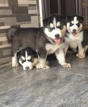 1-3 months Male Purebred Siberian Husky