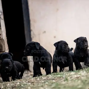 1-3 months Male Purebred Boerboel