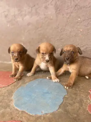 1-3 months Female Purebred Dog