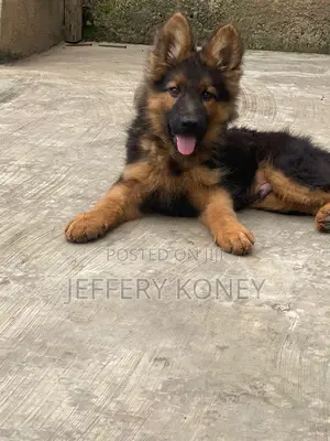 1-3 months Male Purebred German Shepherd
