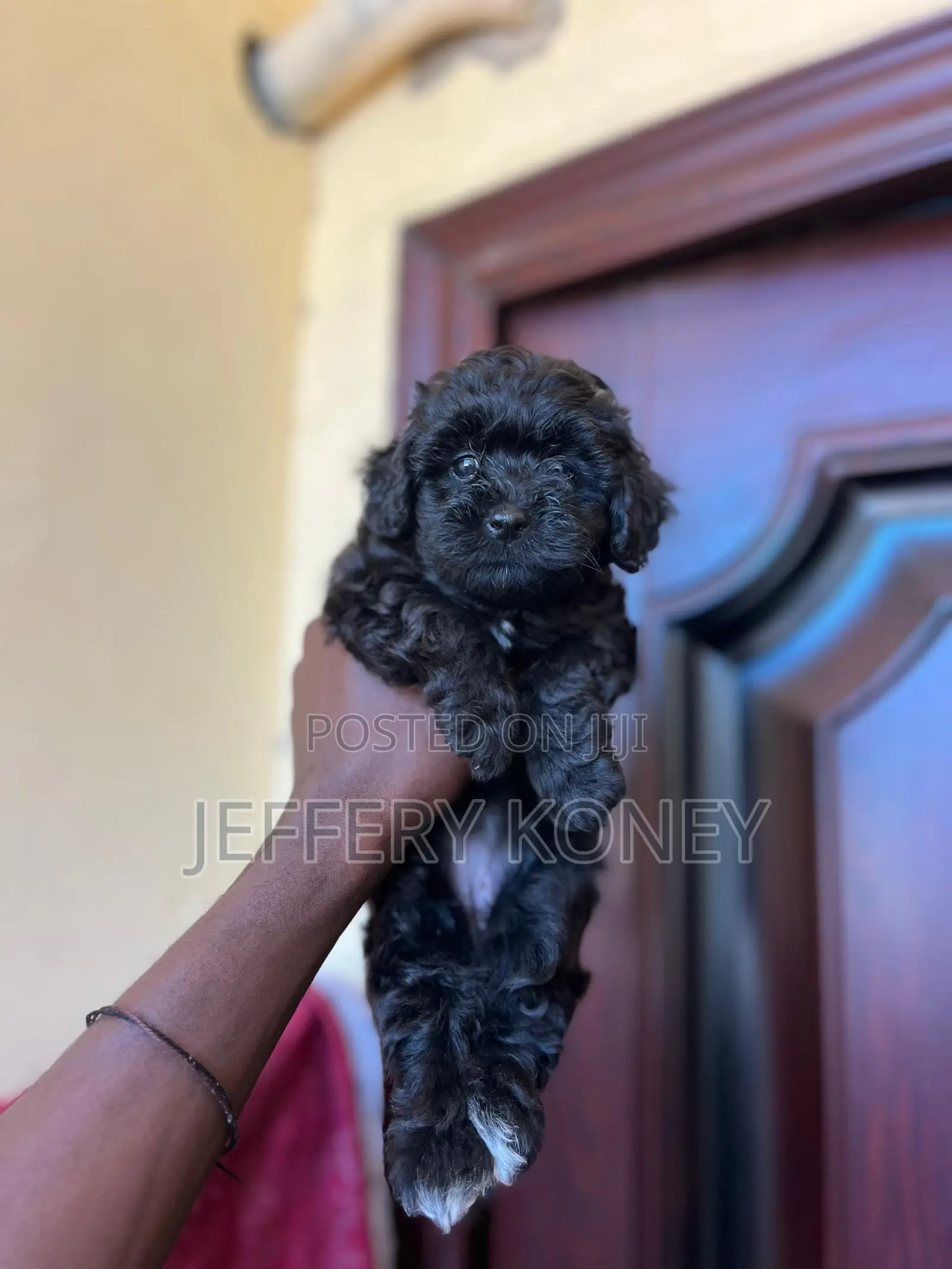1-3 months Female Purebred Poodle