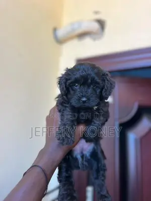1-3 months Female Purebred Poodle