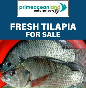 Volta Catch Tilapia