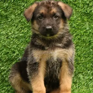 1-3 months Female Purebred German Shepherd
