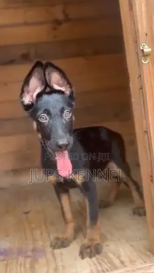 1-3 months Male Purebred German Shepherd