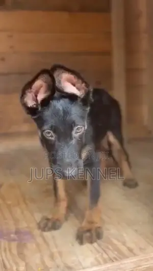 1-3 months Male Purebred German Shepherd