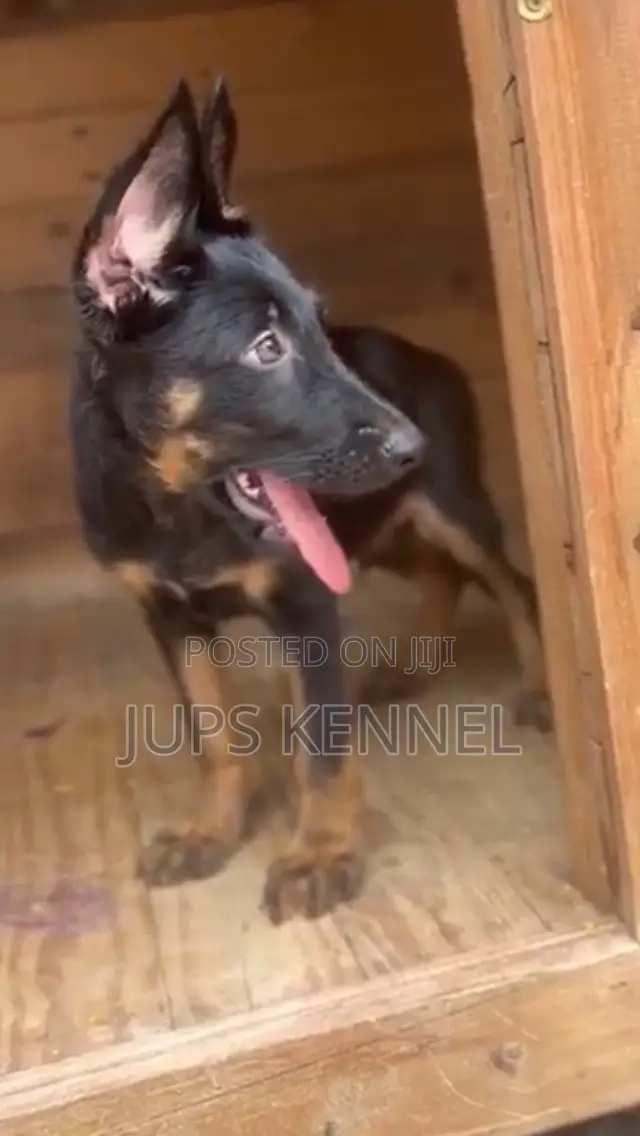 1-3 months Male Purebred German Shepherd