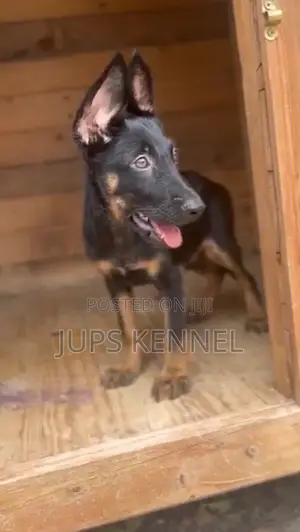 1-3 months Male Purebred German Shepherd