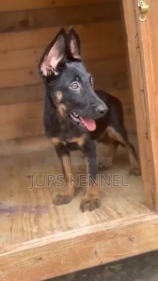1-3 months Male Purebred German Shepherd