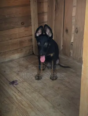 1-3 months Male Purebred German Shepherd
