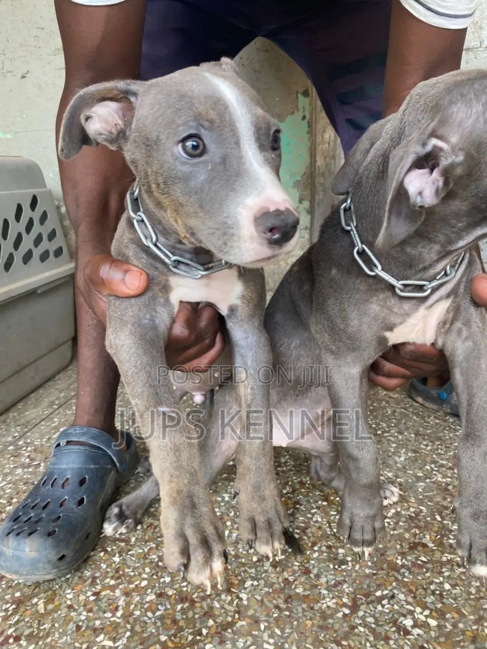 1-3 months Female Purebred American Pit Bull Terrier