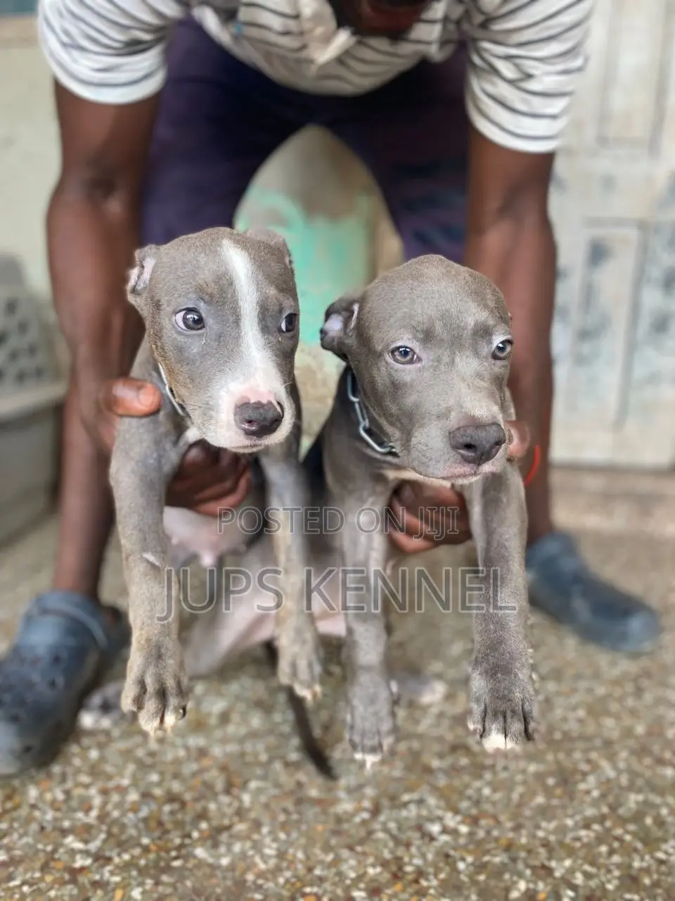 1-3 months Female Purebred American Pit Bull Terrier